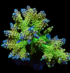 Acropora divaricata (Joe's Mango Garden) (L) f 356