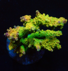 Acropora divaricata (Joe's Mango Garden) (L) o 146
