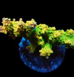 Acropora divaricata (Joe's Mango Garden) (L) o 355
