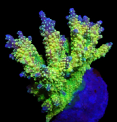 Acropora divaricata (Joe's Mango Garden) (L) o 392