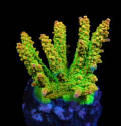 Acropora divaricata (Joe's Mango Garden) (M) f 134