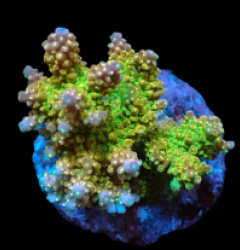 Acropora divaricata (Joe's Mango Garden) (M) f 197