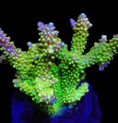 Acropora divaricata (Joe's Mango Garden) (M) o 645