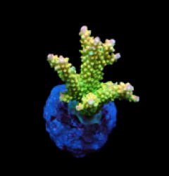 Acropora divaricata (Joe's Mango Garden) (S) pb 503