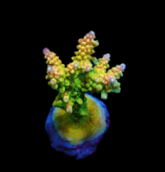 Acropora divaricata (Joe's Mango Garden) (S) pb 620