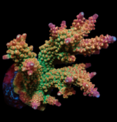 Acropora divaricata (Premium) (M) f 035
