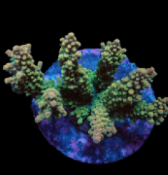 Acropora divaricata (Premium) (M) f 057