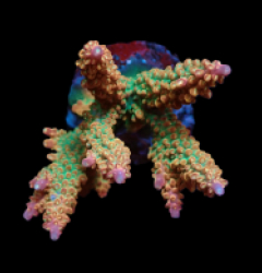 Acropora divaricata (Premium) (M) f 114