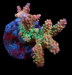 Acropora divaricata (Premium) (M) o 422