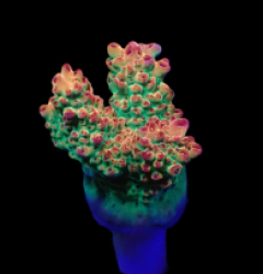 Acropora divaricata (Rainbow) (DJM frag) f 226