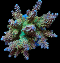 Acropora divaricata (Ultra) (M) f 276