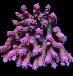 Acropora donei (Coral Sea) (Ultra) (XL) o 008