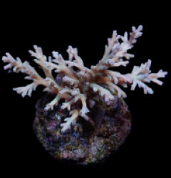 Acropora echinata