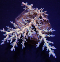 Acropora echinata (Ice fire)