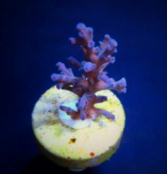 Acropora echinata (Ice Fire) (frag)