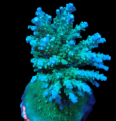 Acropora efflorescens (L) f 047