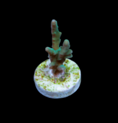 Acropora elegans (frag)