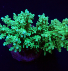Acropora fenneri (Green) f 073