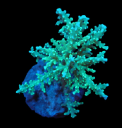 Acropora fenneri (Special Selected) (Rare) (M) f 162