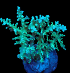 Acropora fenneri (Special Selected) (Rare) (M) f 612