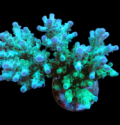 Acropora florida (S) pb 520