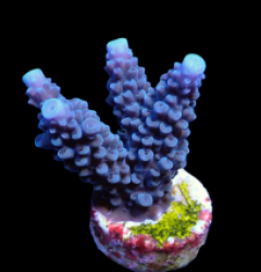 Acropora formosa (Blue) (frag)
