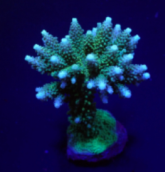 Acropora formosa (DJM Grown Colony) (M) f 382