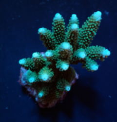 Acropora formosa (DJM Grown Colony) (S-M) f 161