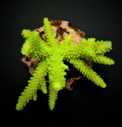 Acropora formosa (Green)