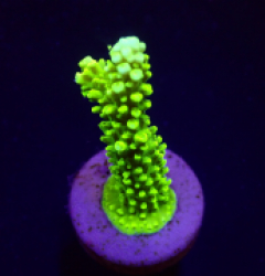 Acropora formosa (Green) (frag)