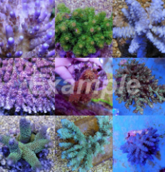 Coral pack - Acropora Grade A