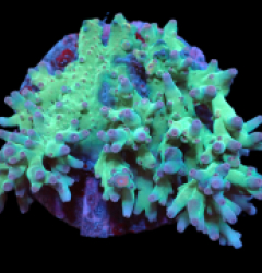 Acropora granulosa (Green-Pink Tip) (L) pb 309