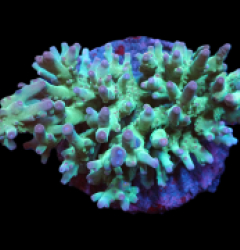 Acropora granulosa (Green-Pink Tip) (L) pb 408