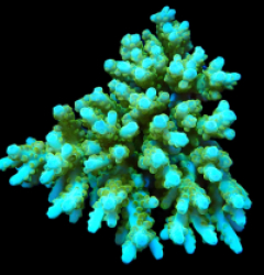 Acropora granulosa (Premium) (Coral Sea) (L) f 404