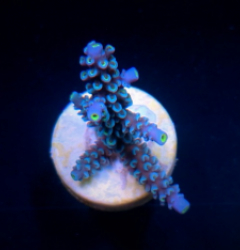 Acropora hoeksemai (frag)
