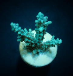 Acropora horrida (frag)
