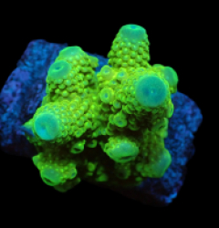 Acropora humilis (Green Ultra) (M) o 202