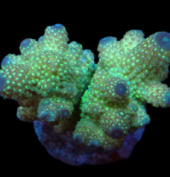 Acropora humilis (Premium) (L) f 411