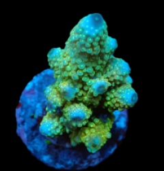 Acropora humilis (Premium) (M) f 003