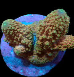 Acropora humilis (Special Colored) (L) f 232