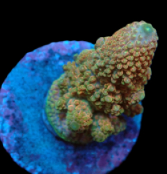Acropora humilis (Special Colored) (M) f 075