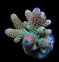 Acropora humilis (Special Colored) (M) f 095