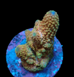 Acropora humilis (Special Colored) (M) f 375