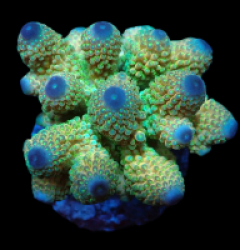 Acropora humilis (Ultra) (L) f 097