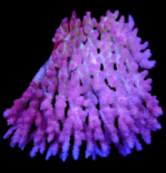 Acropora hyacinthus (Coral Sea) (Ultra) (XL) o 229