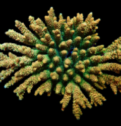 Acropora hyacinthus (Coral Sea) (Ultra) (XL) o 627