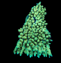 Acropora hyacinthus (Coral Sea) (Yellow-Green) (XL) f 094