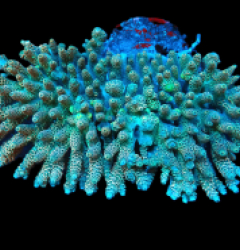 Acropora hyacinthus (Premium (XL) f 231