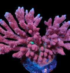 Acropora hyacinthus (Red) (L) f 610