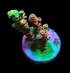 Acropora hyacinthus (Red Planet) (DJM frag) pb 151